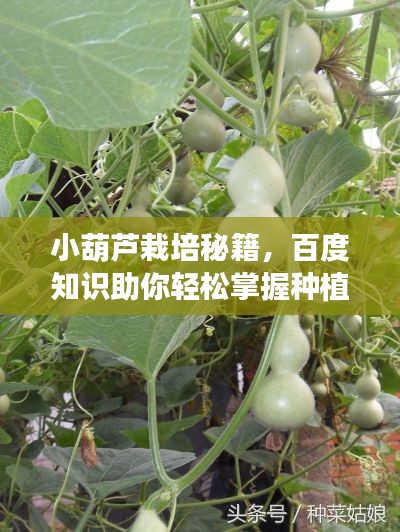 小葫芦栽培秘籍，百度知识助你轻松掌握种植技巧