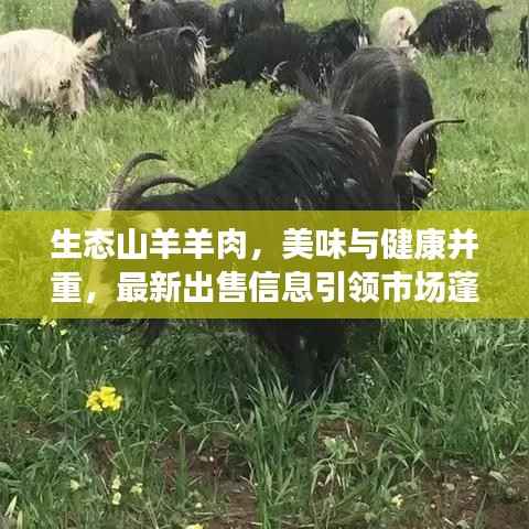 生态山羊羊肉,美味与健康并重,最新出售信息引领市场蓬勃发展