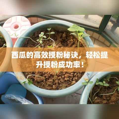 西瓜的高效授粉秘诀,轻松提升授粉成功率!