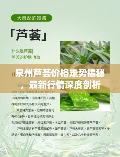 泉州芦荟价格走势揭秘，最新行情深度剖析