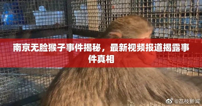 南京无脸猴子事件揭秘,最新视频报道揭露事件真相