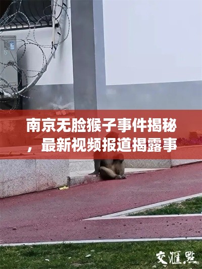 南京无脸猴子事件揭秘,最新视频报道揭露事件真相
