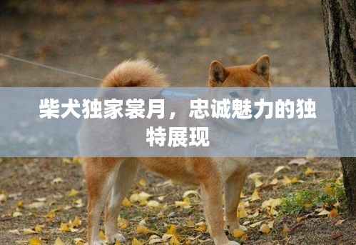 柴犬独家裳月,忠诚魅力的独特展现