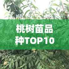 桃树苗品种TOP10榜单，不容错过的优质选择！