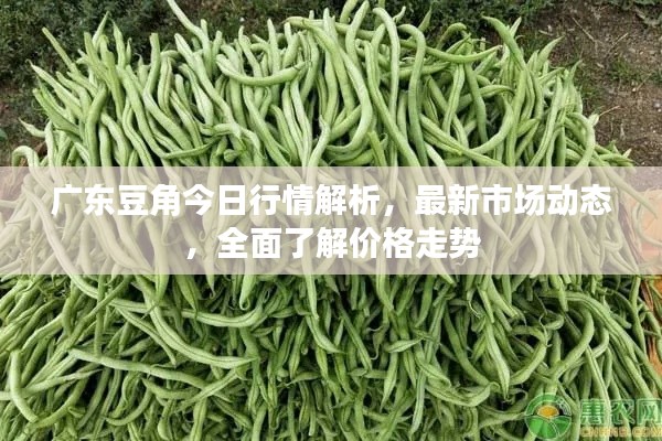 广东豆角今日行情解析，最新市场动态，全面了解价格走势
