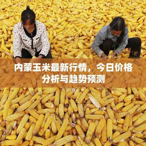 内蒙玉米最新行情,今日价格分析与趋势预测