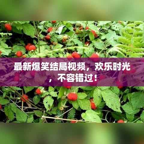 最新爆笑结局视频,欢乐时光,不容错过!